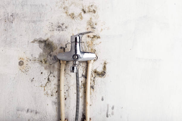 Best Certified Mold Removal  in Biltmore Forest, NC