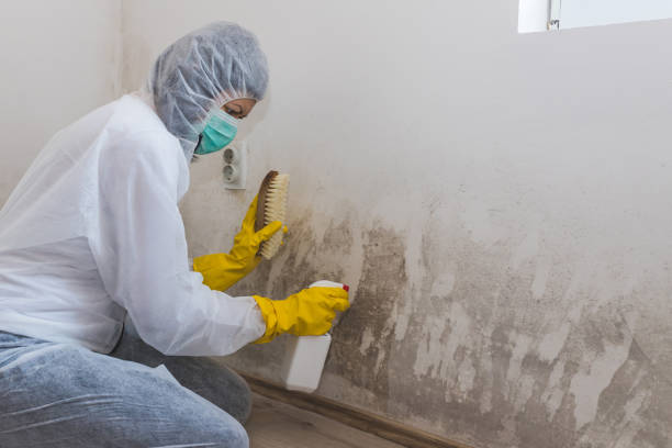Best Attic Mold Removal  in Biltmore Forest, NC