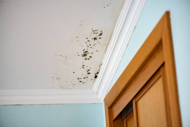 Best Black Mold Removal  in Biltmore Forest, NC