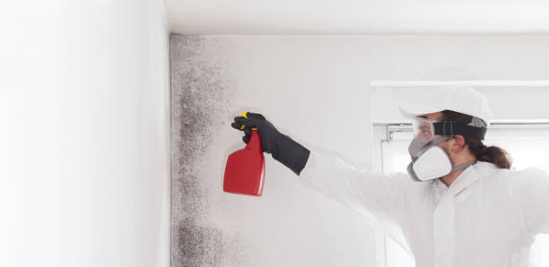 Best Mold Damage Repair  in Biltmore Forest, NC
