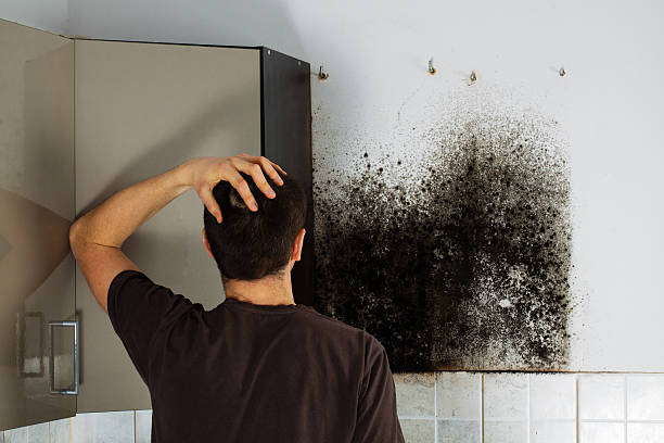 Reliable Biltmore Forest, NC Mold Removal Solutions