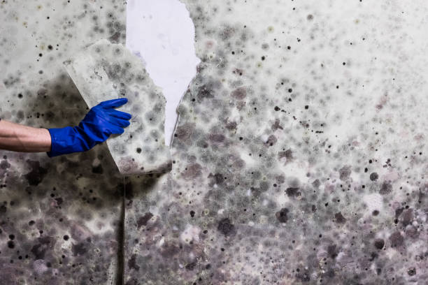 Best Emergency Mold Removal  in Biltmore Forest, NC