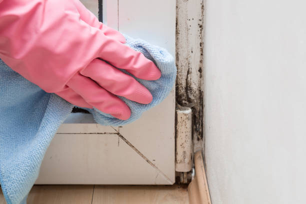 Best Toxic Mold Removal  in Biltmore Forest, NC